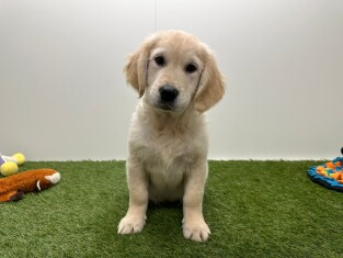 Golden Retriever male Puppy for sale 014730622