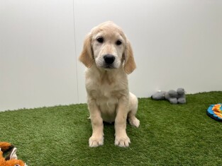 Golden Retriever female Puppy for sale 014730624