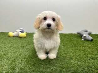 Maltipoo teefje Puppy te koop 014730638