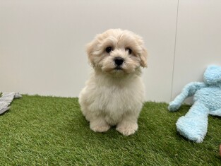 Maltipoo femelle Chiot à vendre 014730656