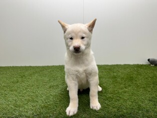 Shiba Inu male 014730657