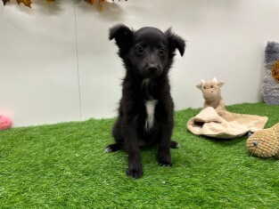 Sheltidoodle female Puppy for sale 014730670