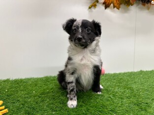 Sheltidoodle femelle Chiot à vendre 014730679