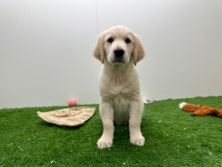 Golden Retriever reu 014730760