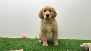 Golden Retriever teefje Puppy te koop 014730848