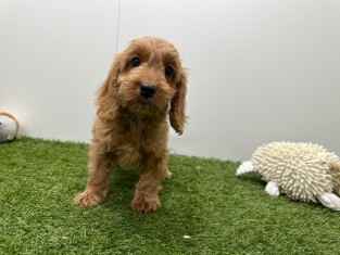 Cockapoo femelle Chiot à vendre 014730900