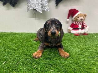 Teckel teefje Puppy te koop 014730935