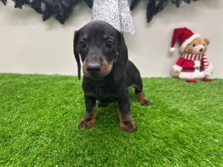 Teckel teefje Puppy te koop 014730939