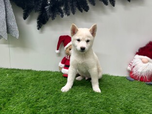 Shiba Inu male 014730986