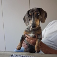 Dachshund male Adoption for sale 014734045