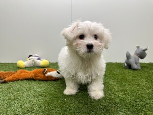 Havanezer teefje Puppy te koop 014736240