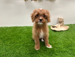 Cavapoo female 014736301