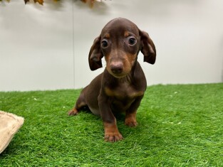 Teckel teefje Puppy te koop 014736303