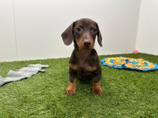Teckel male Chiot à vendre 014736606