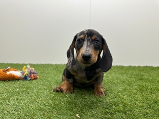 Teckel male Chiot à vendre 014736619