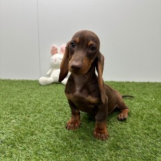 Teckel reu Chocolat en Tan - PUP-ID 015540622 | Dierenhof Debrabandere