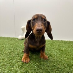 Teckel reu Chocolat en Tan - PUP-ID 015540623 | Dierenhof Debrabandere