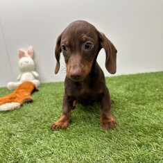 Teckel reu Chocolat en Tan - PUP-ID 015540624 | Dierenhof Debrabandere