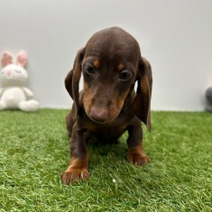 Teckel teefje Chocolat en Tan - PUP-ID 015540630 | Dierenhof Debrabandere