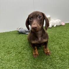 Teckel teefje Chocolat en Tan - PUP-ID 015540633 | Dierenhof Debrabandere