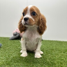 Cavalier King Charles Spaniel teefje Blenheim - PUP-ID 015540653 | Dierenhof Debrabandere