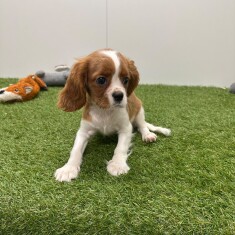 Cavalier King Charles Spaniel teefje Blenheim - PUP-ID 015540653 | Dierenhof Debrabandere