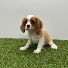 Cavalier King Charles Spaniel reu Blenheim - PUP-ID 015540660 | Dierenhof Debrabandere