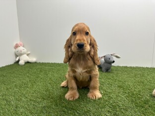 Engelse Cocker Spaniel reu Gold - PUP-ID 015540682 | Dierenhof Debrabandere