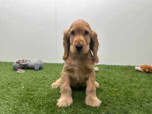 Engelse Cocker Spaniel reu Gold - PUP-ID 015540683 | Dierenhof Debrabandere