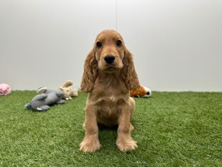 Engelse Cocker Spaniel teefje Gold - PUP-ID 015540685 | Dierenhof Debrabandere