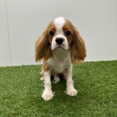 Cavalier King Charles Spaniel male Chiot à vendre 015540686