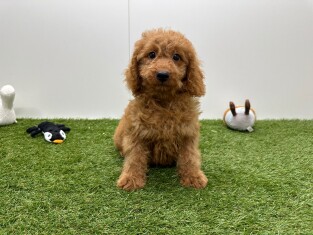 Maltipoo reu Puppy te koop 015541247