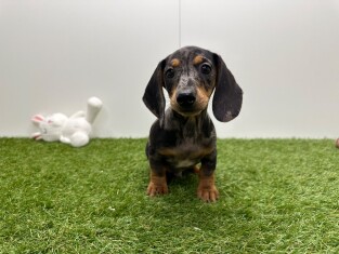 Teckel male Chiot à vendre 015541257