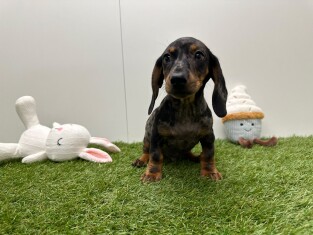 Teckel male Chiot à vendre 015541258