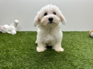 Bichon Maltais femelle Blanc - PUP-ID 015541290 | Dierenhof Debrabandere