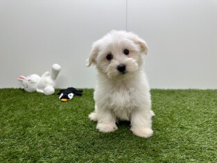 Bichon Maltais male Blanc - PUP-ID 015541296 | Dierenhof Debrabandere