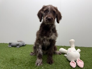 Labradoodle teefje Merle - PUP-ID 016105046 | Dierenhof Debrabandere