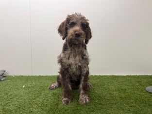 Labradoodle reu Puppy te koop 016105047