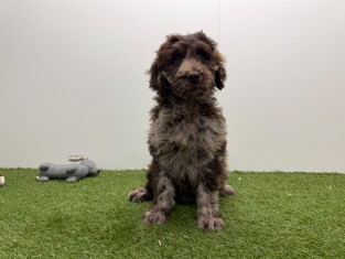 Labradoodle reu Puppy te koop 016105048