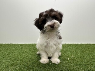Havanezer reu Wit en chocolat - PUP-ID 016105052 | Dierenhof Debrabandere