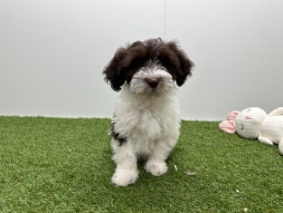 Havanezer reu Puppy te koop 016105056
