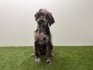Labradoodle teefje Merle - PUP-ID 016105058 | Dierenhof Debrabandere