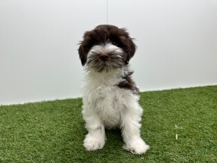 Havanezer reu Puppy te koop 016105059