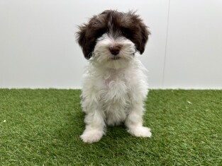 Havanezer reu Puppy te koop 016105060