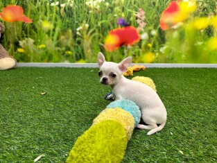 Chihuahua female Puppy for sale 027487192