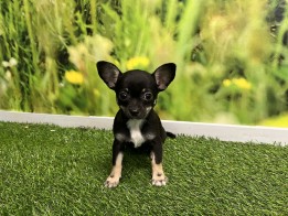 Chihuahua teefje Puppy te koop 027969045
