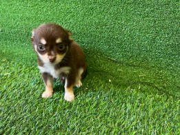 Chihuahua reu Puppy te koop 027970135