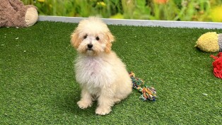 Poodle male Puppy for sale 027975558