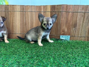 Chihuahua teefje 027976199