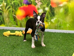 Boston Terrier male 027978793
